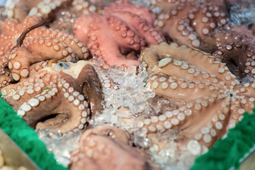 Close-up of fresh octopus tentacles on the counter of an Italian fish market. Food and cuisine