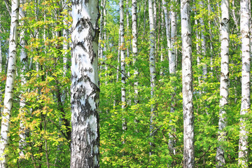 Beautiful birch trees with white birch bark in birch grove with green birch leaves