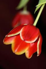 Large red tulip with yellow border, against dark background