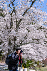 Happy Young man traveling take a photo with beautiful pink Cherry Blossom  at Kawaguchiko lake, Yamanashi. Spring Season. landmark and popular for tourist attractions in Japan
