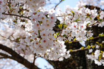 beautiful Cherry Blossom or pink Sakura flower tree in Spring Season at Lake kawaguchiko, Yamanashi, Japan. landmark and popular for tourist attractions