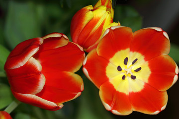 Obraz na płótnie Canvas Tulip (Tulipa) is a lily family (Liliaceae) and genus of monocotyledonous plants