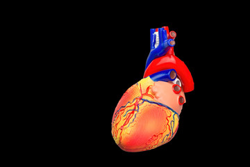 Colorful human heart model on black background