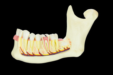 Model human jawbone with teeth on black background