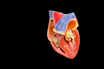 Open human heart model on black background