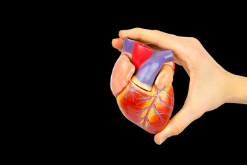 Fingers holding human heart model on black background