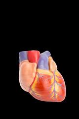 Plastic model of human heart on black