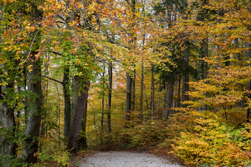 Obraz premium Herbstwald
