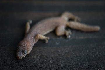 Top view portrait of lizard on wood
