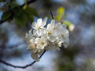 Blooming apple tree branch in the spring garden