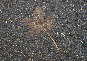 Vergänglichkeit,Zerfall,Strasse,Asphalt,Laub