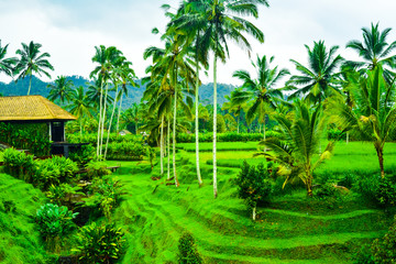 Obraz premium Green rice field terrace view with rice, tree, plantation for travel destination for school family holiday in the spring summer in a remote island