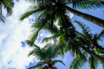Fototapeta na wymiar Tropical Palm Trees