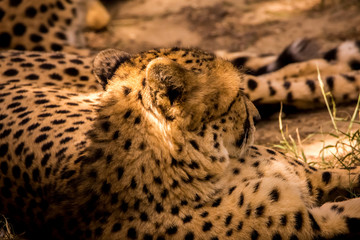 leopards 