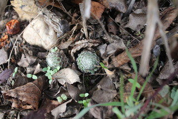 Cactus macro textured