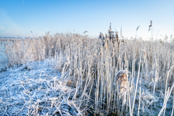 Reed plants covered with rime