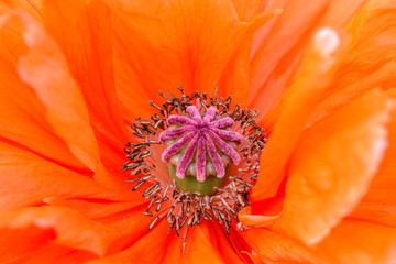 The core of flower is red poppy with many stamens