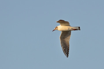 Black-headed Gull (Larus ridibundus), Greece