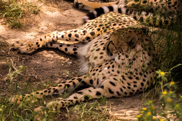 leopards 
