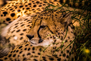 leopards 