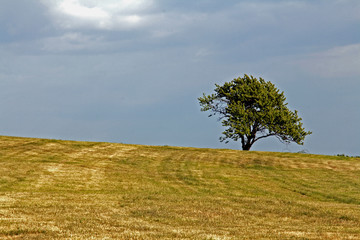 Einsamer Baum