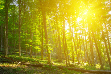 Fototapeta na wymiar green forest in a rays of sparkle sun