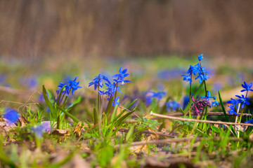 closeup spring forest glade with blue snowdrop flowers