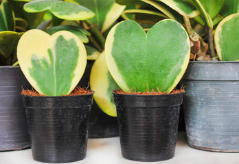 Colorful flowers sweetheart hoya natural patterns , Pot  ornamental plant  or Hoya kerrii Craib in...