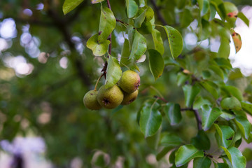 Fruits of wild pears on the branch.