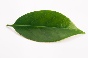 Fototapeta na wymiar Fresh tea leaf isolated on the white background