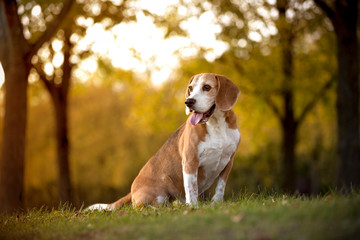 Portrait of a beagle dog