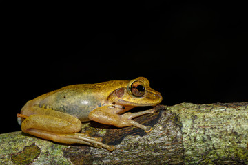 small tree frog Boophis rhodoscelis is a species of frog in the Mantellidae family. Masoala National Park, Madagascar wildlife and wilderness