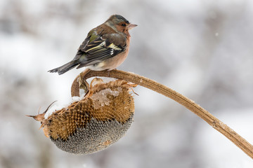 Magnifico ritratto di fringuello comune sotto una nevicata (Fringilla coelebs)
