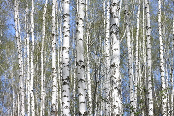 Young birches with black and white birch bark in spring in birch grove against the background of other birches