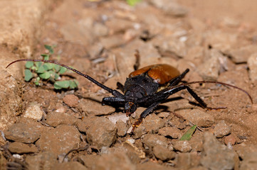 big bug Longhorn Beetle, Hoplideres aquilus, Ankarafantsika National Park, Madagascar wildlife, Africa