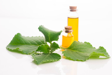 Plectranthus amboinicus with oil. Mexican mint or Tiger`s ear plant