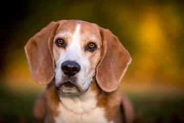 Portrait of a beagle dog