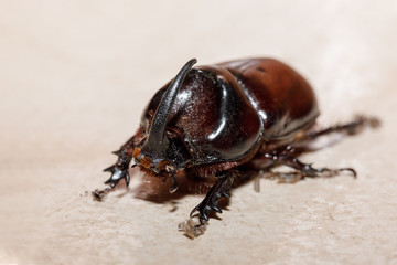 rhinoceros beetle (Oryctes nasicornis), Ankarafantsika National Park, Madagascar wildlife, Africa