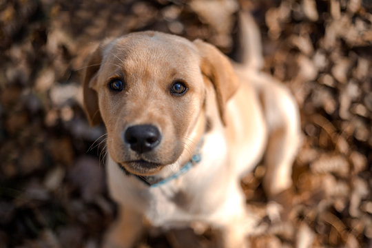 Young  golden retriever  puppy