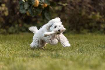 Naklejka na ściany i meble White Poodle puppy playing in the garden