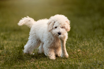 White Poodle puppy playing in the garden
