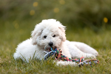 White Poodle puppy playing in the garden