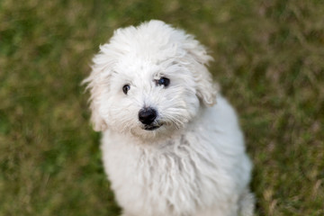 Portrait of a white Poodle puppy