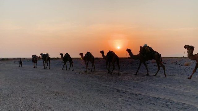 camel caravan crossing the rough terrain in Ethiopia as sunsets downtown tc01