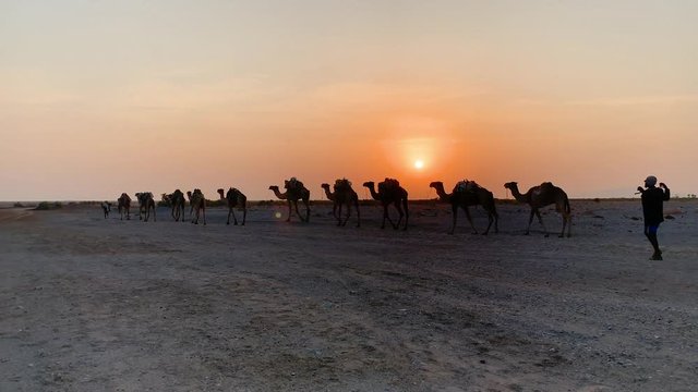 camel caravan crossing the rough terrain in Ethiopia as sunsets downtown tc01