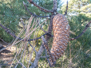 Closeup pine cone on a tree