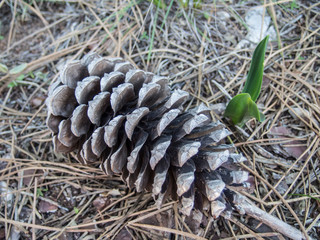 Closeup cone pine 