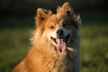 Eurasian dog