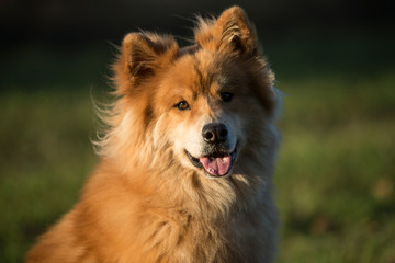 Fototapeta na wymiar Eurasian dog