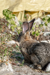 Fototapeta na wymiar Portrait of a big beautiful rabbit in the yard